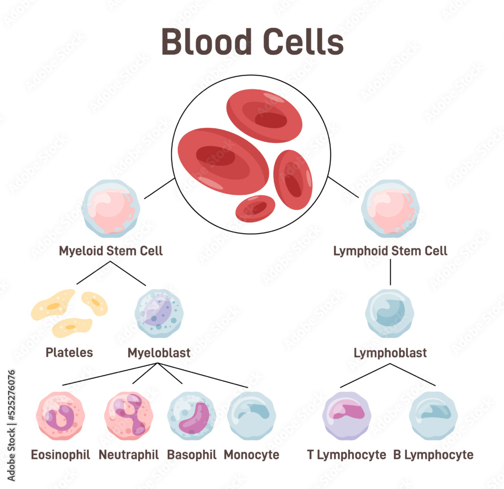 Blood cells. Types of blood cell required to different functions. Stock