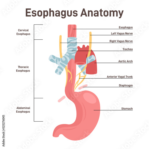 Esophagus anatomy. Muscular tube that carries food and liquid