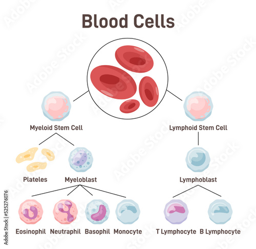 Blood cells. Types of blood cell required to different functions.