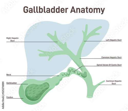 Gallbladder anatomy. Human digestive system organ collecting
