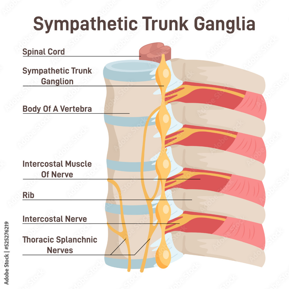 Sympathetic trunk ganglia. Paravertebral ganglia of the sympathetic ... Biology Diagrams