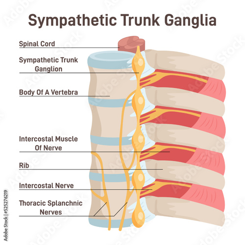 Sympathetic trunk ganglia. Paravertebral ganglia of the sympathetic photo