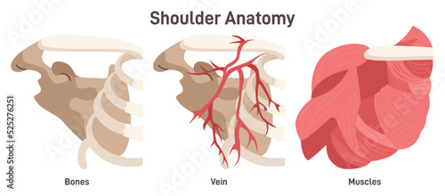 Shoulder anatomy. Bones, muscles veins and arteries of the shoulder. photo