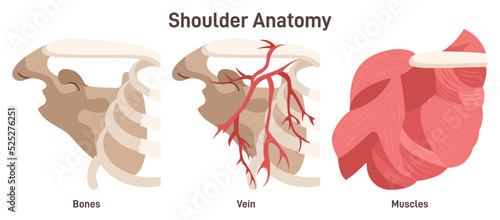 Shoulder anatomy. Bones, muscles veins and arteries of the shoulder.