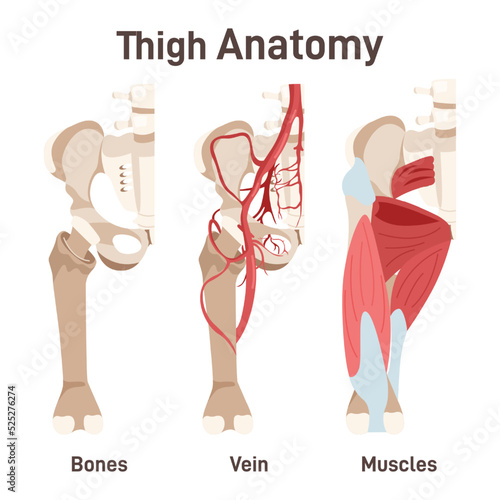 Thigh anatomy. Didactic scheme of structure of bone structure,