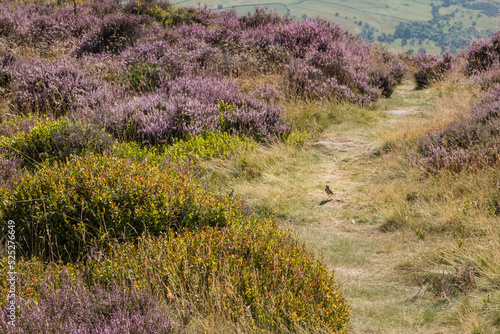 Rocks and heather in the Peak District, UK, in summer