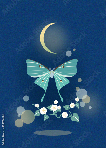 Luna moth with moonflowers at night