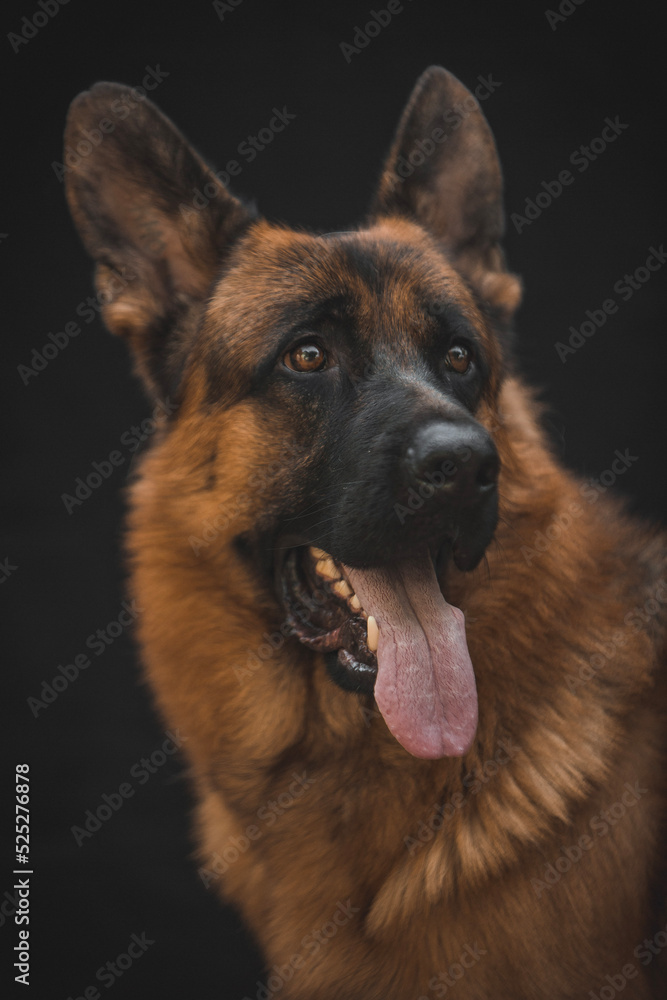 german shepherd portrait on black background german shepherd portrait on black background