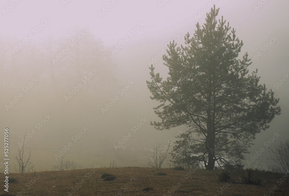 foggy weather the rays of the sun break through the fog
fog on the way foggy weather the rays of the sun break through the fog
fog on the way