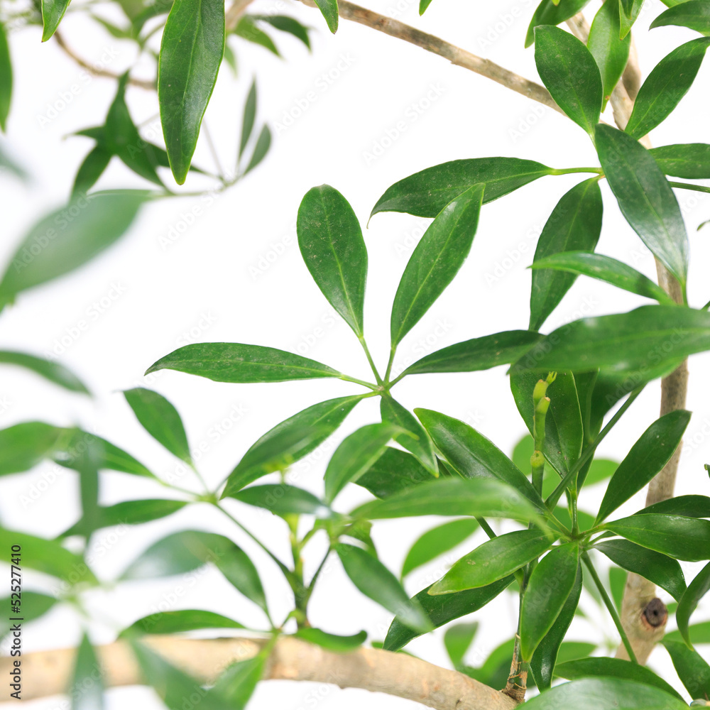 観葉植物、シェフレラ・コンパクタの葉【白背景】 観葉植物、シェフレラ・コンパクタの葉【白背景】