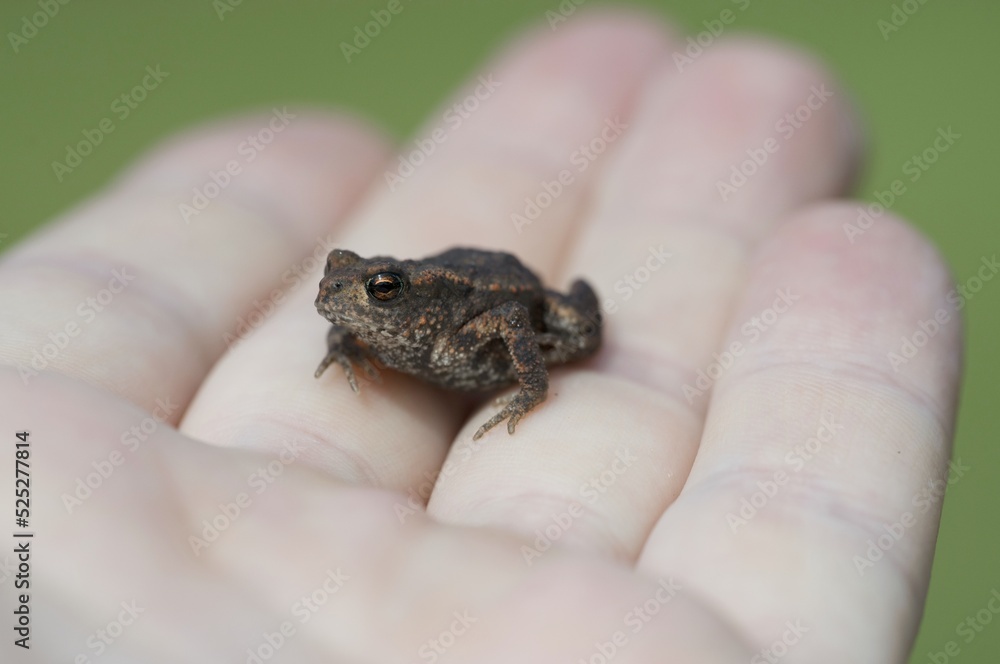 Obraz premium Nature protection - a small frog in the hands of a small child