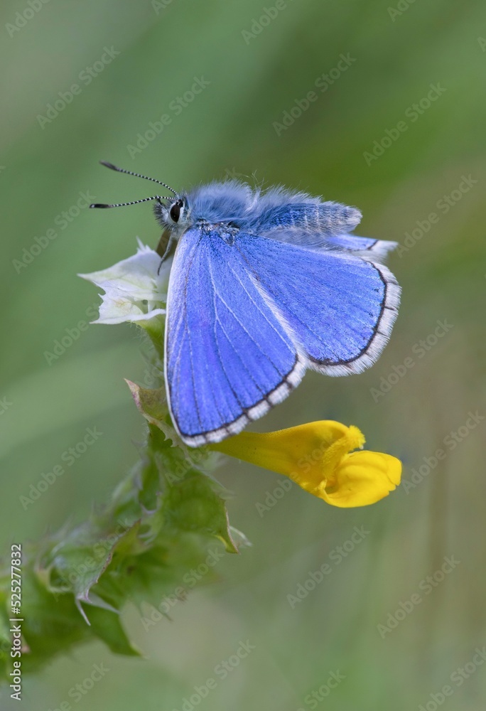 Meadow blue butterfly sitting on a flower Meadow blue butterfly sitting on a flower