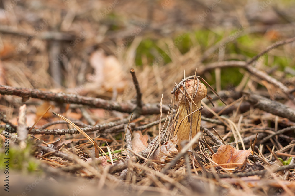 Aureoboletus projectellus mushroom grows in a coniferous forest. Small depth of field