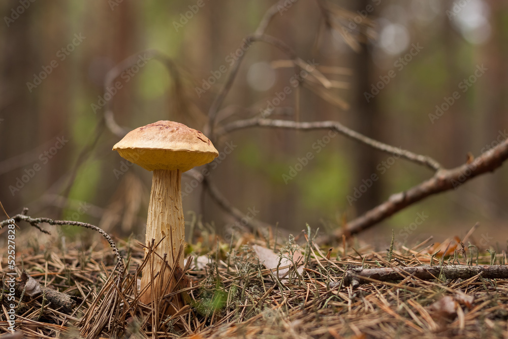 Aureoboletus projectellus mushroom grows in a coniferous forest. Small depth of field Aureoboletus projectellus mushroom grows in a coniferous forest. Small depth of field