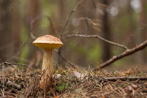 Aureoboletus projectellus mushroom grows in a coniferous forest. Small depth of field