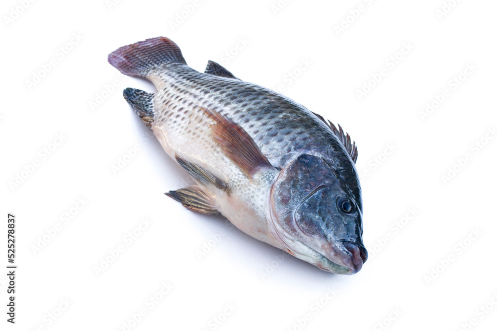 Fototapeta premium Oreochromis niloticus on white background.