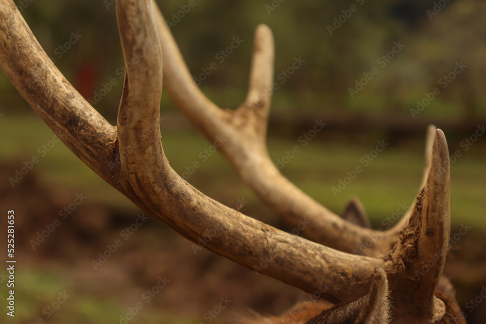 A Deer Antlers Closed-Up