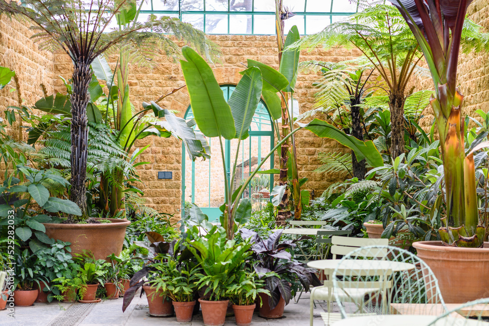 tropical plants in a greenhouse