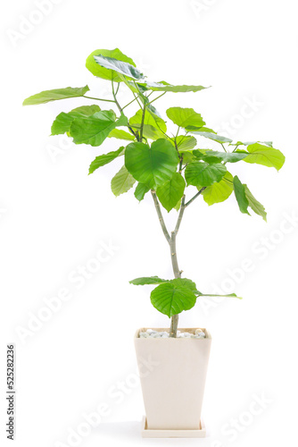 観葉植物、フィカス・ウンベラータの鉢植え【白背景】