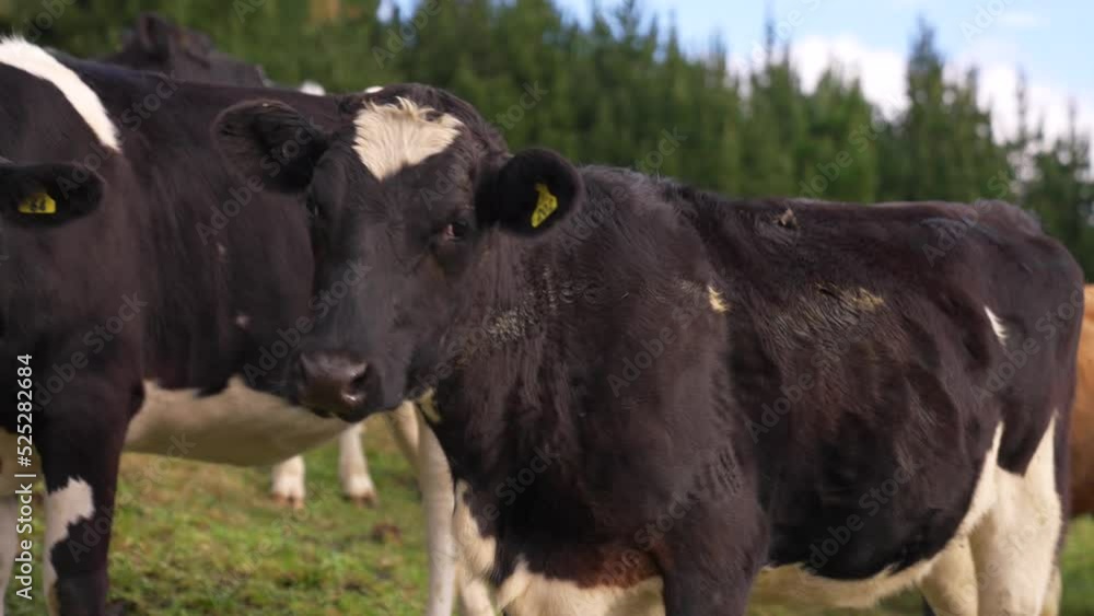 Female Holstein cow stopping and looking around, outdoor grass land, curious animal