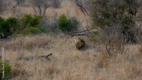 a young male lion well camouflaged in the dry grass © Jurgens