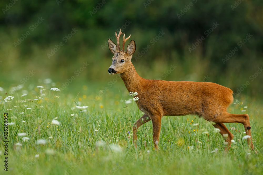 Fototapeta premium Roe deer buck. Animal in the meadow. Abnormal antlers. Wildlife, Capreolus capreolus, Slovakia.