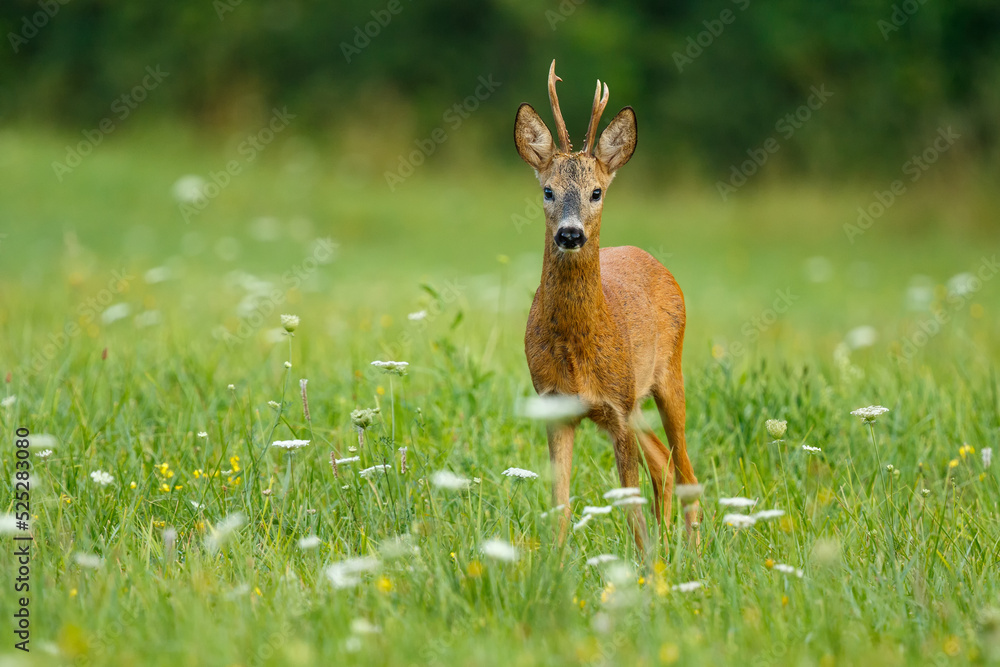 Roe deer buck. Animal in the meadow. Abnormal antlers. Wildlife, Capreolus capreolus, Slovakia. Roe deer buck. Animal in the meadow. Abnormal antlers. Wildlife, Capreolus capreolus, Slovakia.