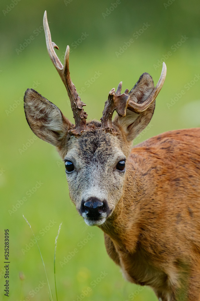Roe deer buck. Animal in the meadow. Abnormal antlers. Wildlife, Capreolus capreolus, Slovakia. Roe deer buck. Animal in the meadow. Abnormal antlers. Wildlife, Capreolus capreolus, Slovakia.