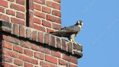 Peregrine falcon (Falco peregrinus) stands on a church tower ledge - Canon R6 with RF 100-500mm [4K50p]