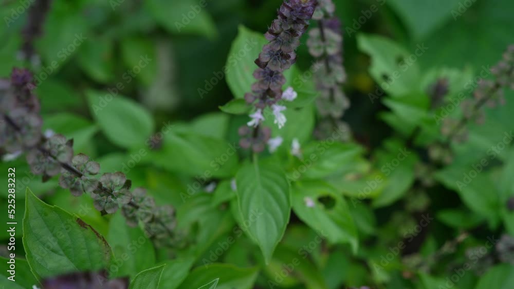 Australian Native Bee Flying Away From Basil Plant With Flowers. close up Australian Native Bee Flying Away From Basil Plant With Flowers. close up