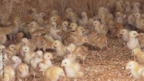 Lots of baby chicks in their chicken coop at a farm in Northern California photo
