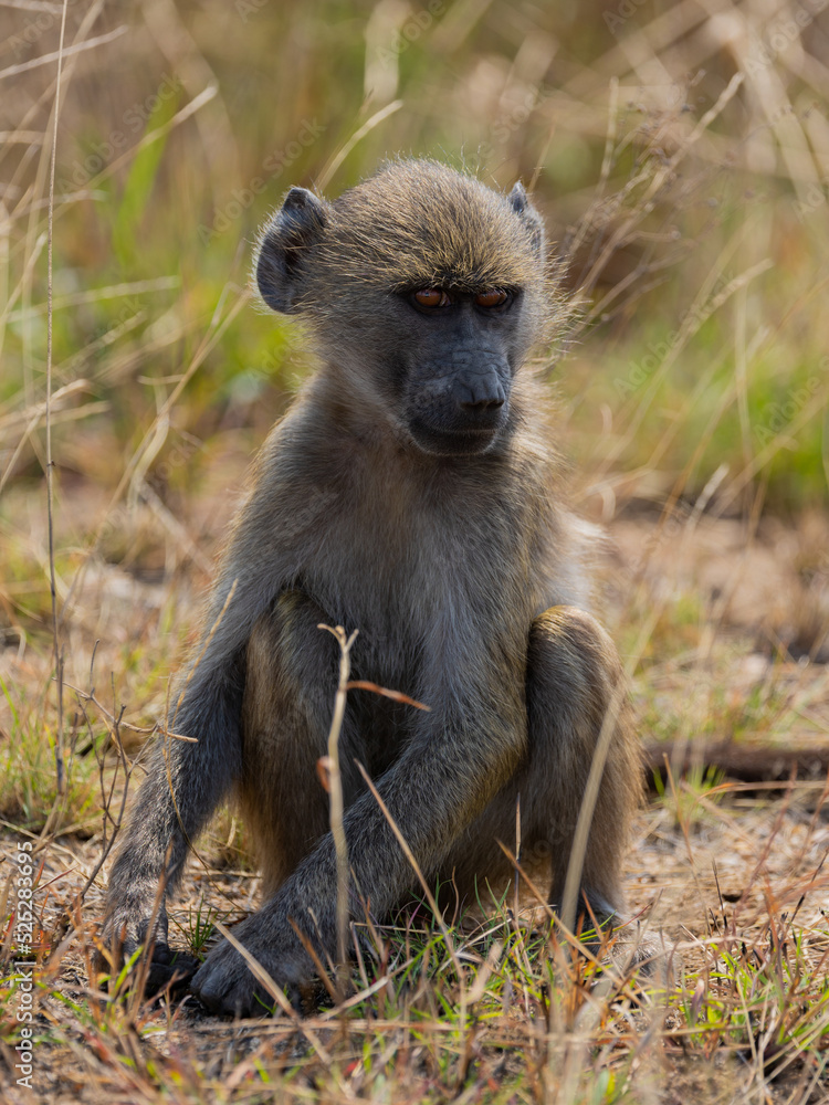 a young chacma baboon making eye contact a young chacma baboon making eye contact
