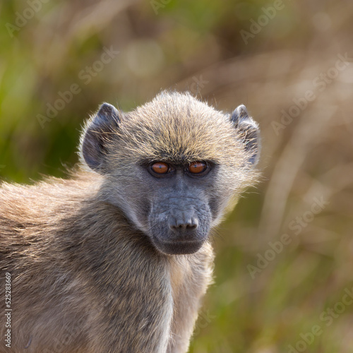 a young chacma baboon making eye contact