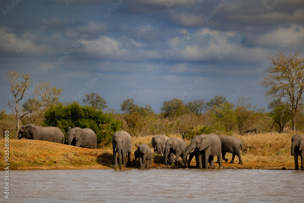 Obraz premium A breeding herd of African elephants at a waterhole