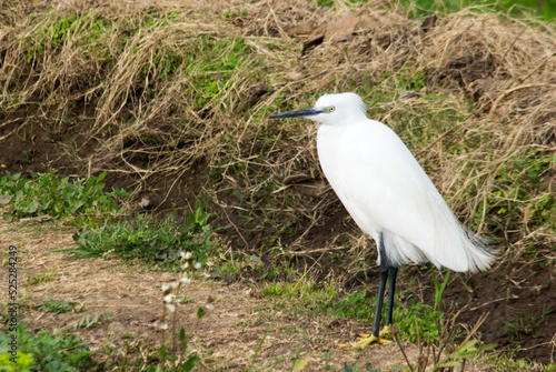 Little egret standing on the riverbank 