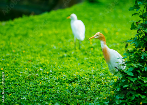Wallpaper Mural white duck in the grass Torontodigital.ca