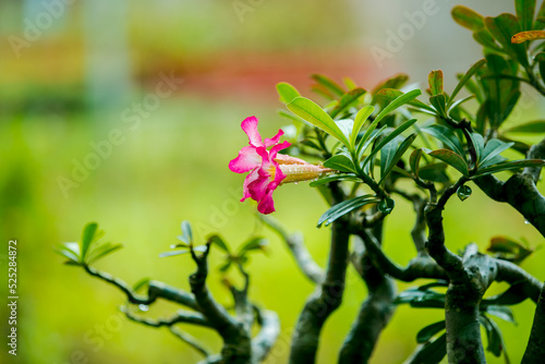Wallpaper Mural flowers in the garden Torontodigital.ca