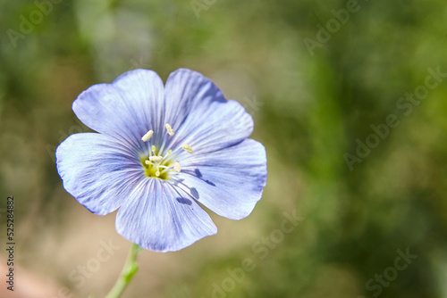 Blue flax flower. Flax blossom