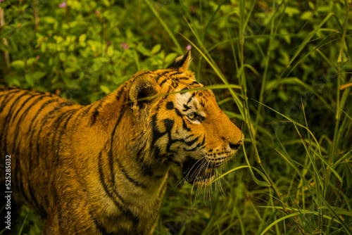 Wallpaper Mural tiger in the jungle Torontodigital.ca