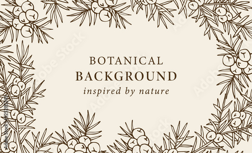 Hand drawn juniper berry background
