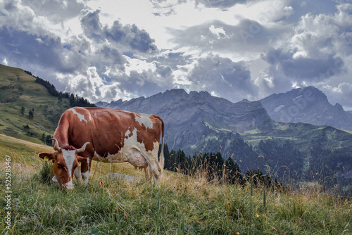 Cows grazing in the mountains of Switzerland