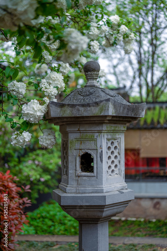 Hydrangea blooming in Qingliangshan Park, Nanjing, Jiangsu Province, China
