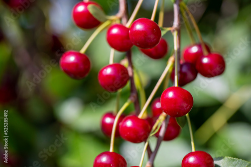 Fresh ripe sour cherry hanging on cherry tree in orchard, ingredient for cherry pie or jam