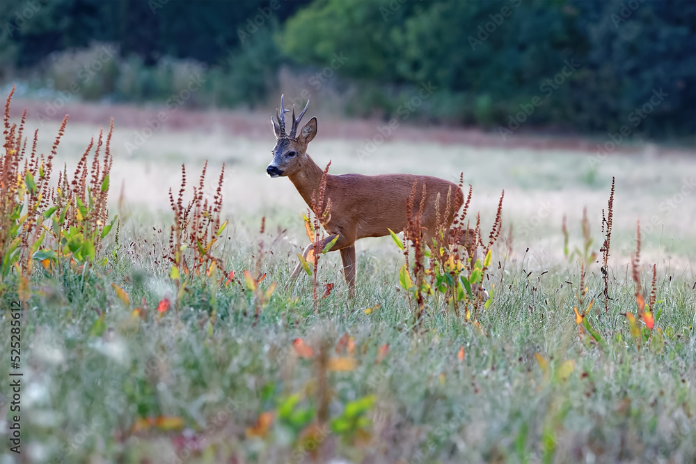 Le brocard d’été est un jeune chevreuil mâle. Il est reconnaissable à sa petite taille (environ 1m au garrot), ses bois (perlés à la base) et son son museau noir avec des lèvres blanches. Le brocard d’été est un jeune chevreuil mâle. Il est reconnaissable à sa petite taille (environ 1m au garrot), ses bois (perlés à la base) et son son museau noir avec des lèvres blanches.
