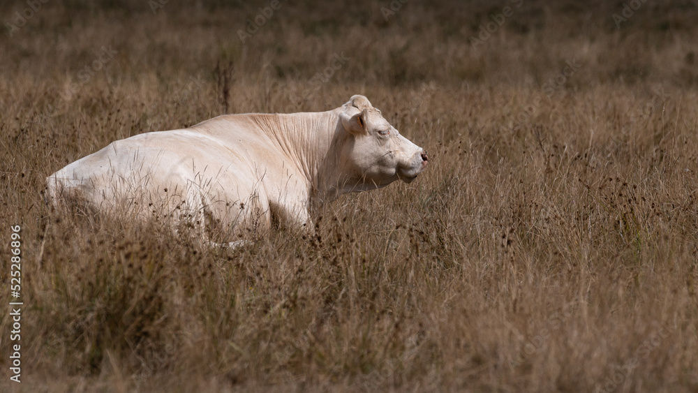 Vache Charolaise Vache Charolaise