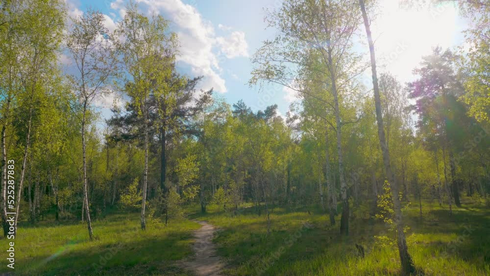 Green tree plant nature sun sky clouds grass beautiful view wind Green tree plant nature sun sky clouds grass beautiful view wind