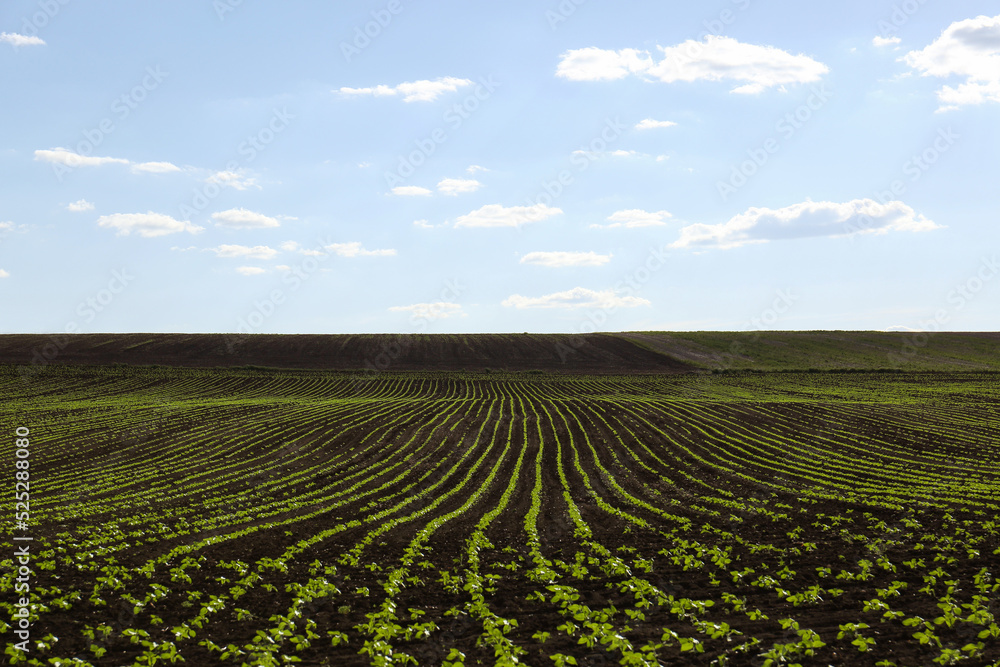 Agricultural field with sunflower seedlings on sunny day