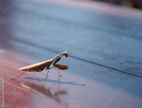Mantis religiosa, popularly called the praying mantis, is an insect of the Mantidae family. photo during the day.