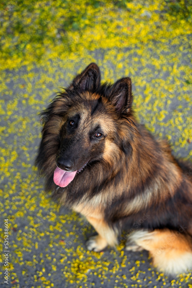 Portrait of Belgian Shepherd Tervuren Portrait of Belgian Shepherd Tervuren