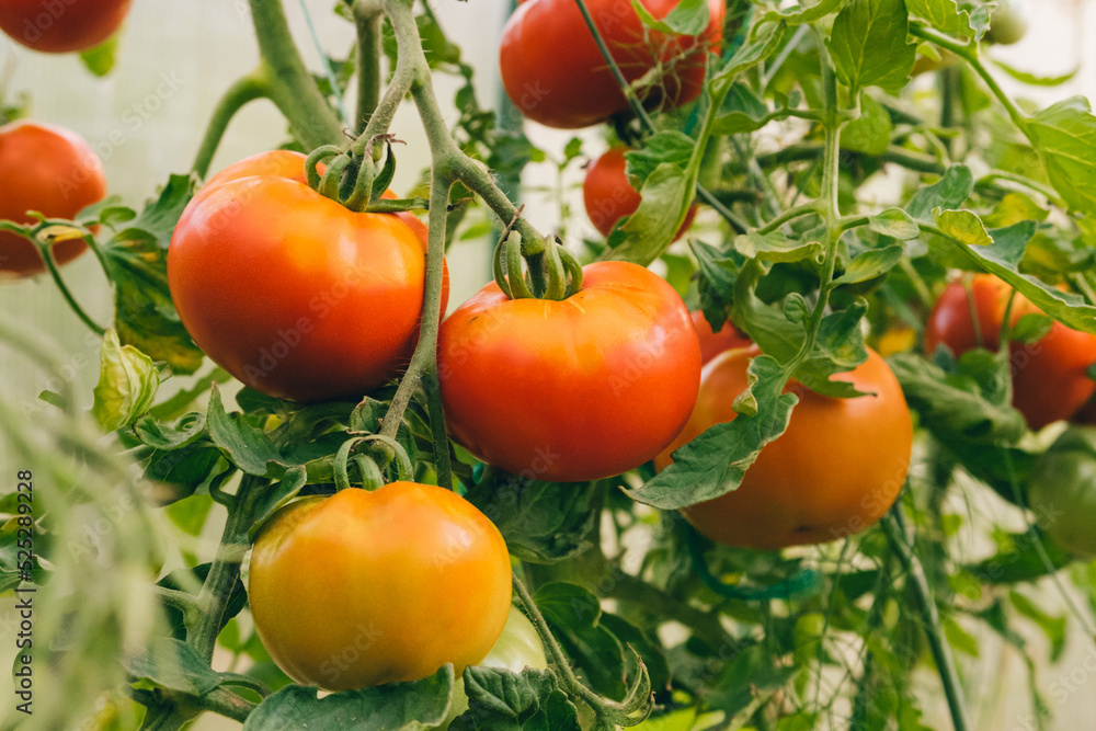 Gardening and agriculture concept. Fresh ripe organic red tomatoes growing in greenhouse. Greenhouse produce. Vegetable vegan vegetarian home grown food production
